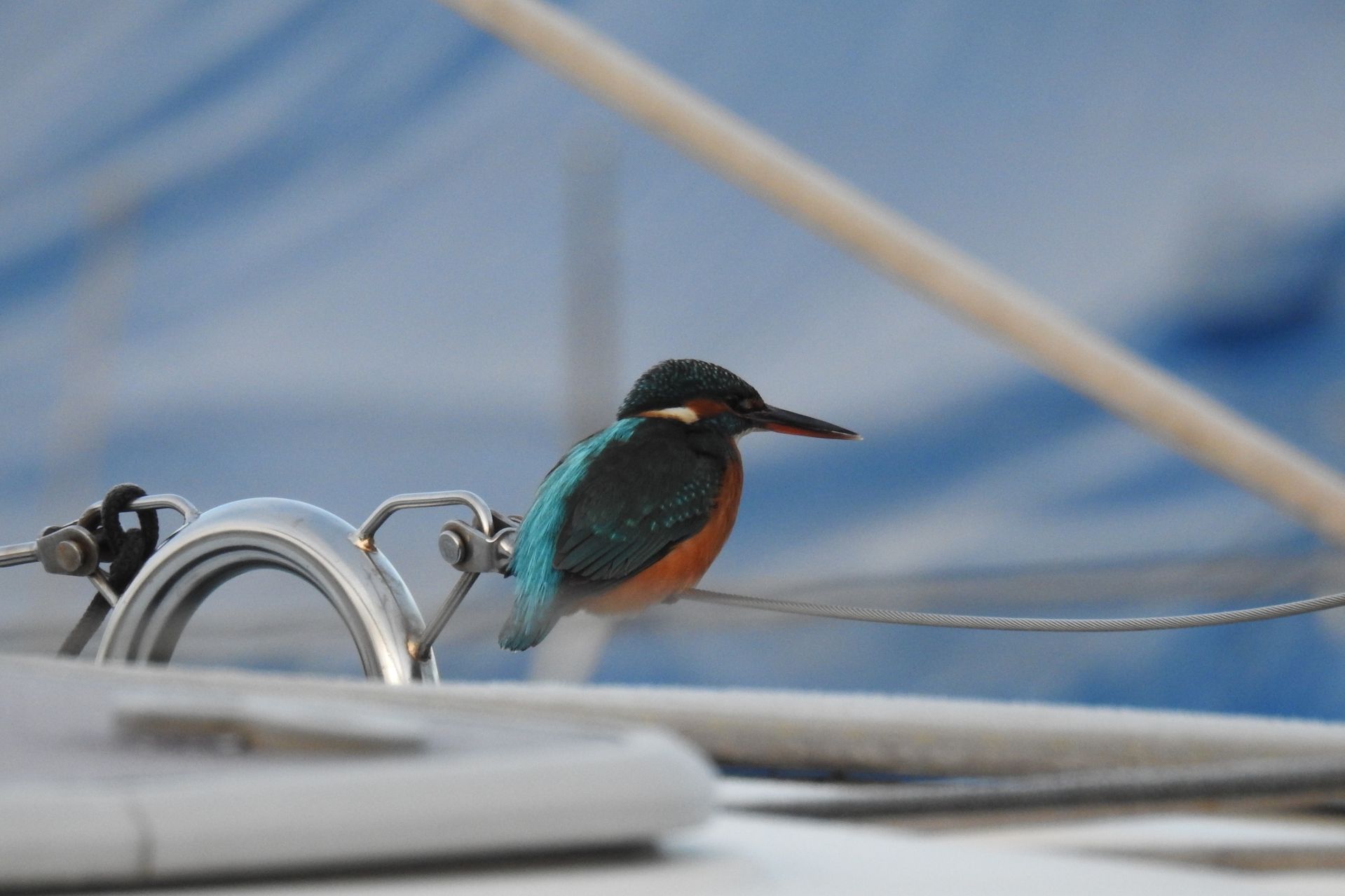 Jégmadár a kedvencünk!