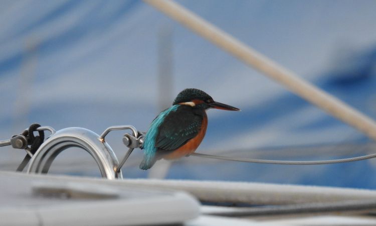 Jégmadár a kedvencünk!